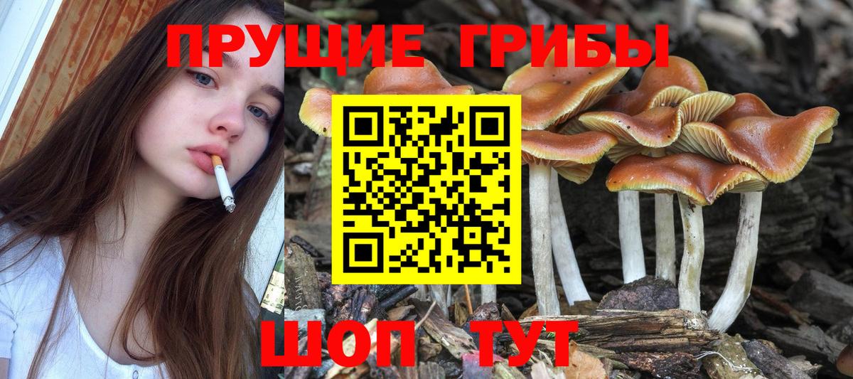 Псилоцибиновые грибы мицелий Знаменск